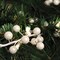 Pearl White Holly Berry Christmas Stem Picks, Set of 24 Decorative 17-Inch Picks for Floral Arrangements, Wreaths, and Centerpieces - 2024 Christmas Collection, Floral Home by Artificial Flowers